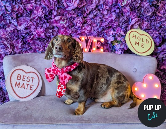 These Dog Cafes Are Coming To Yorkshire This Spring