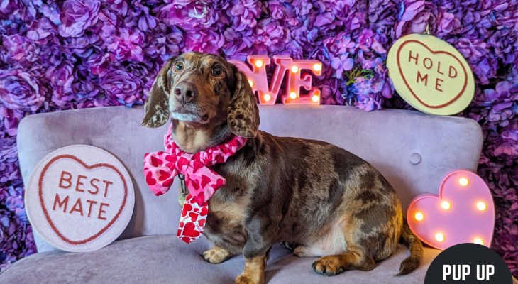 These Dog Cafes Are Coming To Yorkshire This Spring