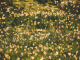 The Hidden Yorkshire Valley Completely Covered In Daffodils During The Spring