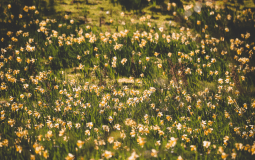 The Hidden Yorkshire Valley Completely Covered In Daffodils During The Spring