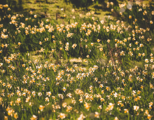The Hidden Yorkshire Valley Completely Covered In Daffodils During The Spring