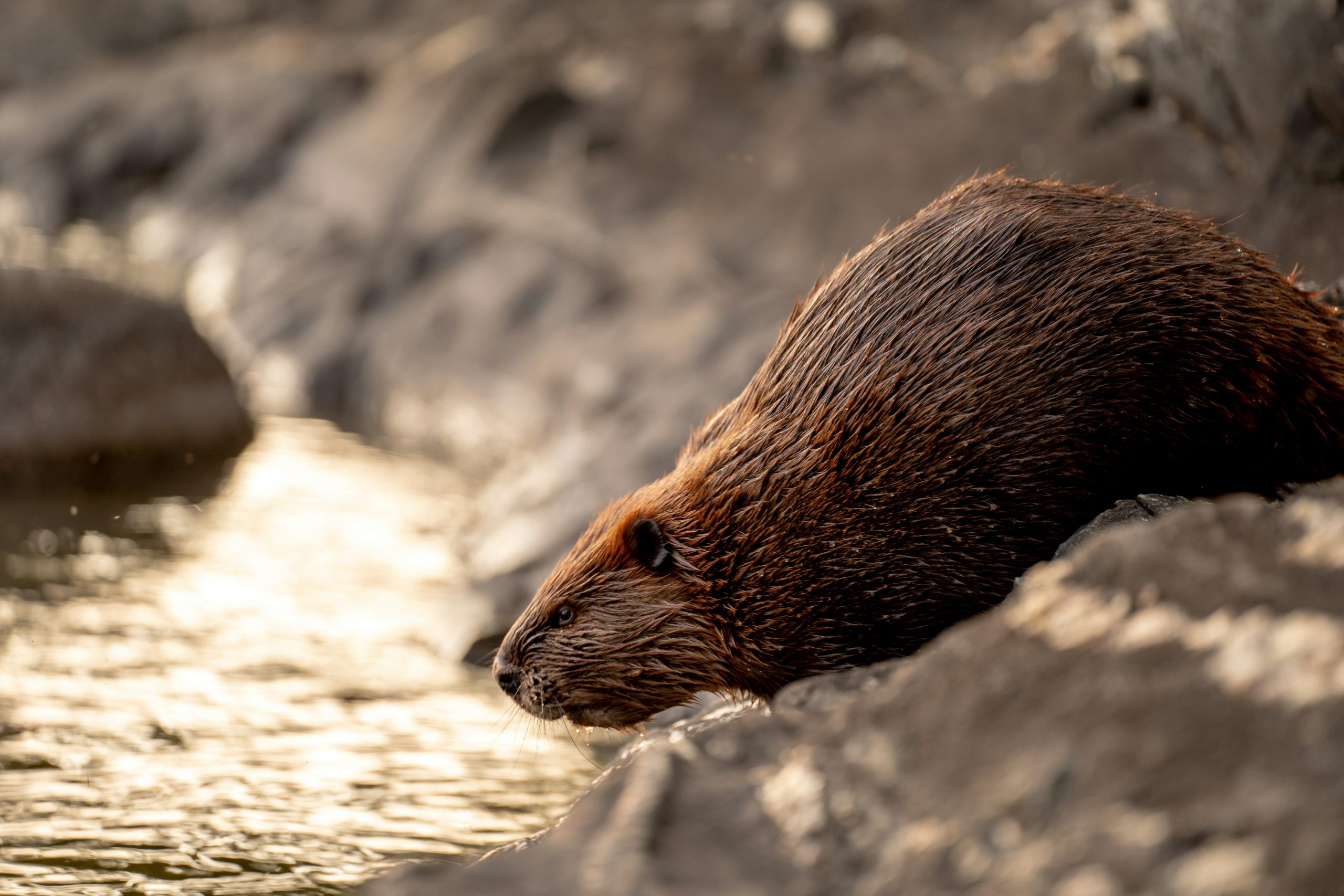 Wild Beavers Could Return To Sheffield Waterways Hundreds Of Years After Extinction In New Pilot