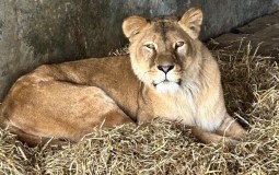 Lions Rescued From War-Torn Ukraine Arrive At Yorkshire Wildlife Park After 2,000 Mile Trek