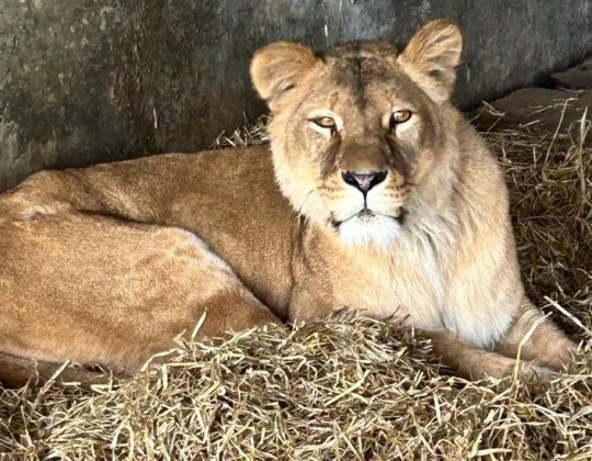 Lions Rescued From War-Torn Ukraine Arrive At Yorkshire Wildlife Park After 2,000 Mile Trek