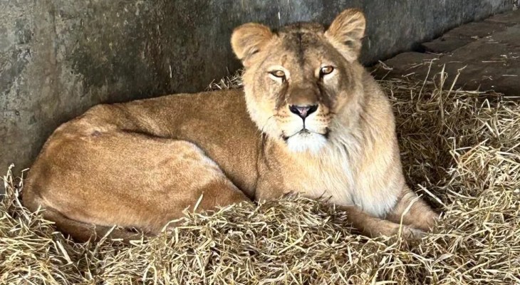 Lions Rescued From War-Torn Ukraine Arrive At Yorkshire Wildlife Park After 2,000 Mile Trek