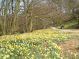 8 Of The Best Places To See Daffodils In Yorkshire This Spring