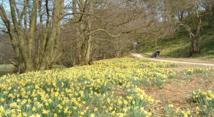 8 Of The Best Places To See Daffodils In Yorkshire This Spring