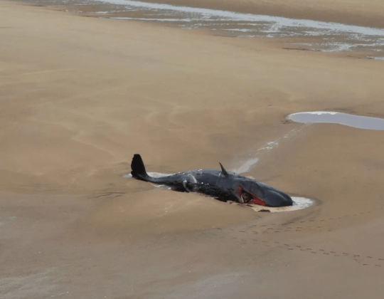 Two ‘Beautiful’ Sperm Whales Wash Up On Yorkshire Beach