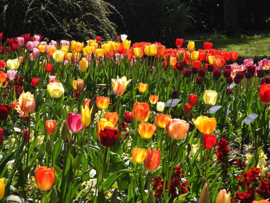 Tulip Festival Yorkshire