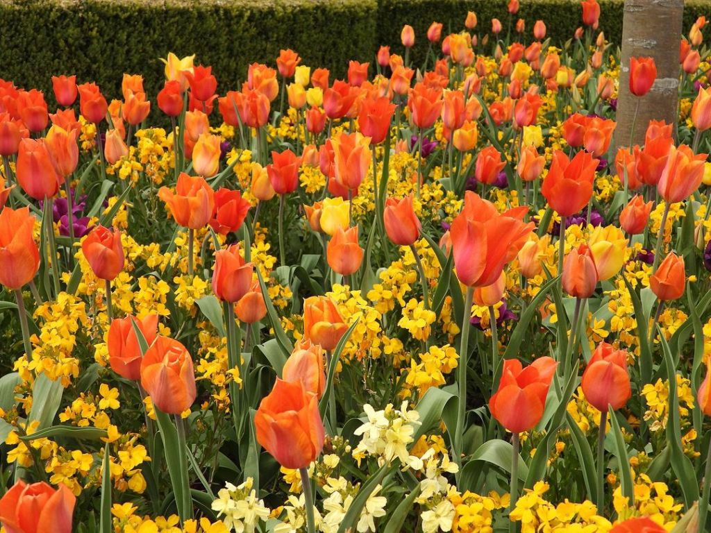 Tulip Festival Yorkshire