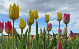 This Yorkshire Farm is Bringing Netherland’s To The UK With Its Incredible Tulip Fields
