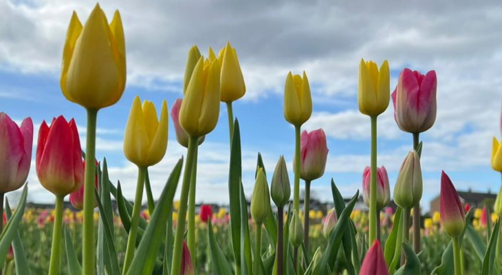 This Yorkshire Farm is Bringing Netherland’s To The UK With Its Incredible Tulip Fields