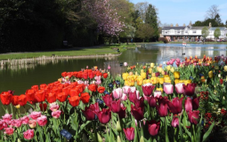 The Yorkshire Tulip Festival With Over 18,000 Coming This Spring