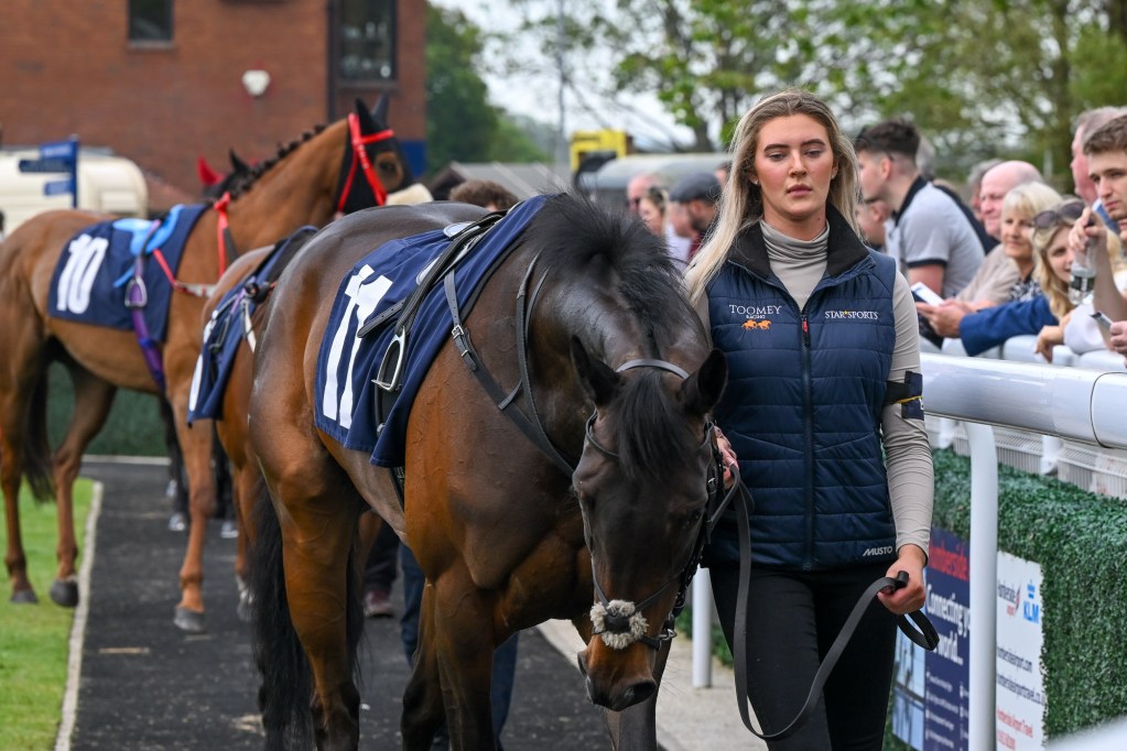 Horses in the Parade Ring at Beverley Racecourse. 