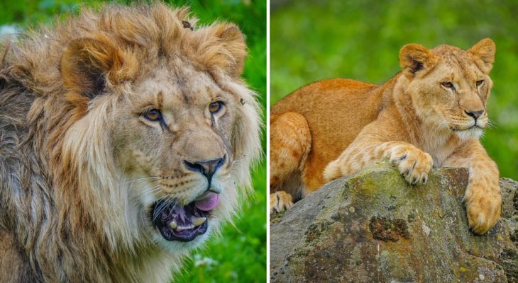 Watch As Rescued Ukrainian Lions Take First Steps Into New Enclosure