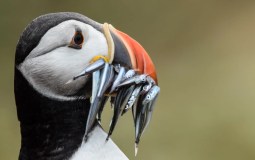 An Incredible Puffin Festival Returns To Yorkshire Coast This Weekend