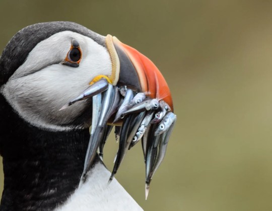 An Incredible Puffin Festival Returns To Yorkshire Coast This Weekend