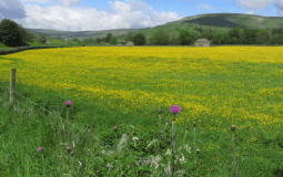 The Idyllic Yorkshire Dales Village That’s Famous For Its Wildflower Meadows