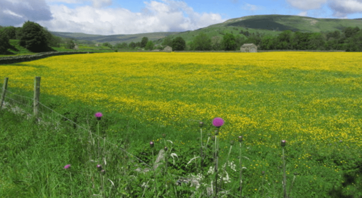 The Idyllic Yorkshire Dales Village That’s Famous For Its Wildflower Meadows