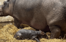 Flamingo Land Celebrates Birth Of Nile Hippopotamus Calf The First In Two Decades