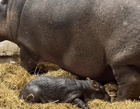 Flamingo Land Celebrates Birth Of Nile Hippopotamus Calf The First In Two Decades