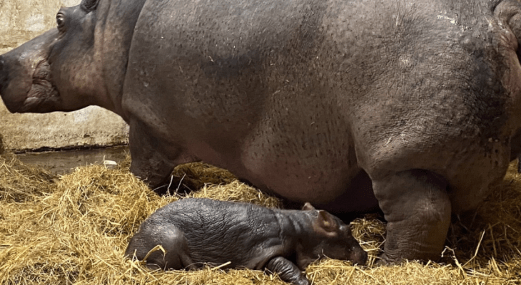 Flamingo Land Celebrates Birth Of Nile Hippopotamus Calf The First In Two Decades