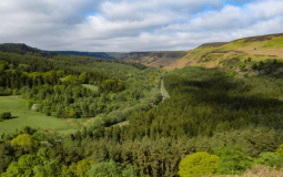 North Yorkshire Forest Will Be ‘Left To Nature’ Under New Forest Management Approach