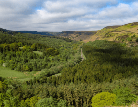 North Yorkshire Forest Will Be ‘Left To Nature’ Under New Forest Management Approach