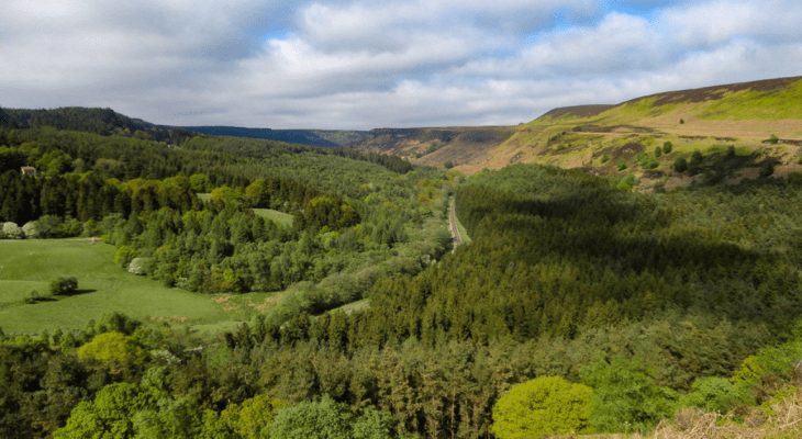 North Yorkshire Forest Will Be ‘Left To Nature’ Under New Forest Management Approach