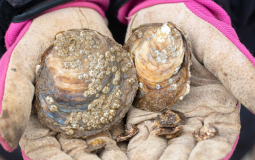 50,000 Native Oysters to Be Reintroduced Into Humber in UK’s First-Ever Project