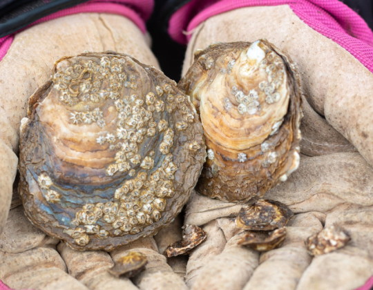 50,000 Native Oysters to Be Reintroduced Into Humber in UK’s First-Ever Project