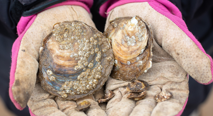 50,000 Native Oysters to Be Reintroduced Into Humber in UK’s First-Ever Project