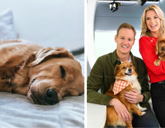 Classic FM Set To Play Calming Music For Pets Stressed By Fireworks