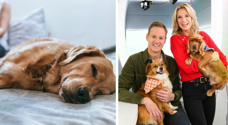 Classic FM Set To Play Calming Music For Pets Stressed By Fireworks