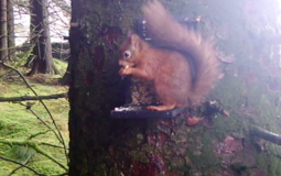 Red Squirrel Colony Found For First Time On Site In Yorkshire Dales