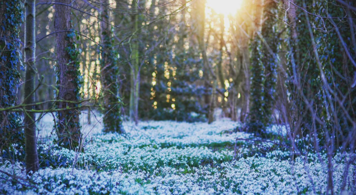 The Romantic East Yorkshire Snowdrop Walk Near A Pub With Warming Fire