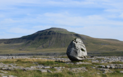 Rare Wildflower Seeds Rescued From Cliff Edge Planted Out In Yorkshire For First Time