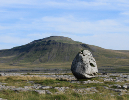 Rare Wildflower Seeds Rescued From Cliff Edge Planted Out In Yorkshire For First Time