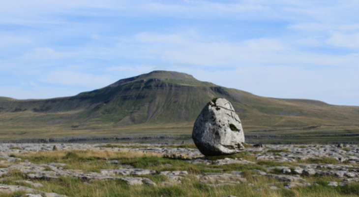 Rare Wildflower Seeds Rescued From Cliff Edge Planted Out In Yorkshire For First Time