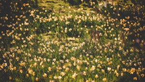 Yorkshire Spring 16 Stunning Places To See Spring Flowers In Yorkshire - The Yorkshireman
