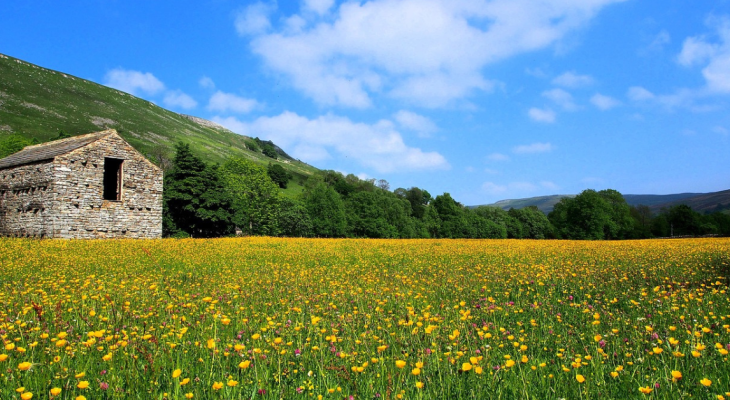Spring flowers Yorkshire
