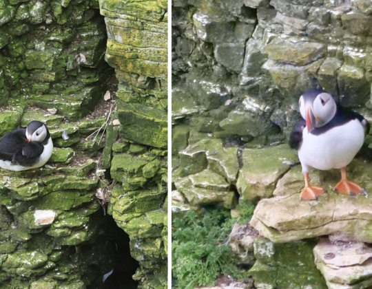 The First Puffins Of The Year Have Been Spotted Along The Yorkshire Coast