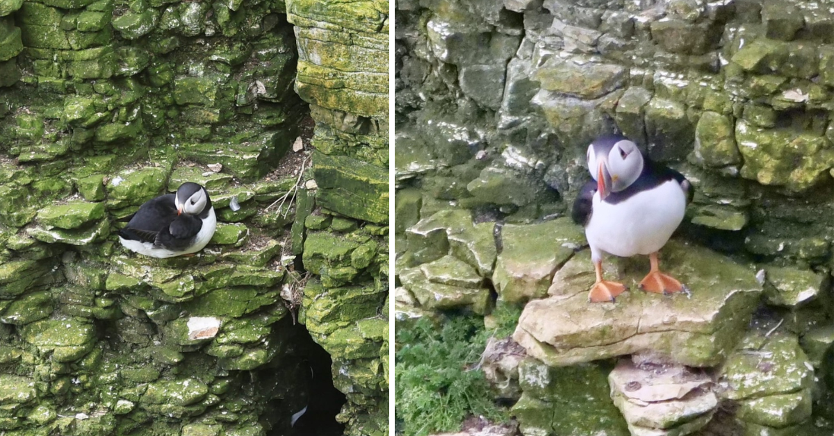 The First Puffins Of The Year Have Been Spotted Along The Yorkshire ...