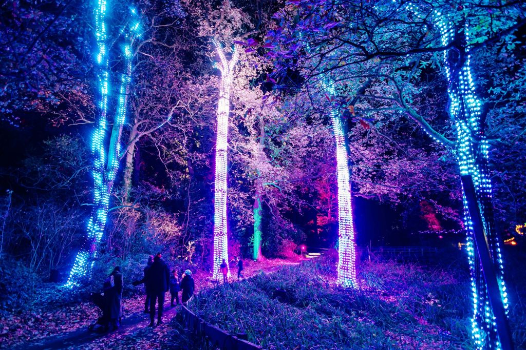 Northern Lights Leeds Christmas