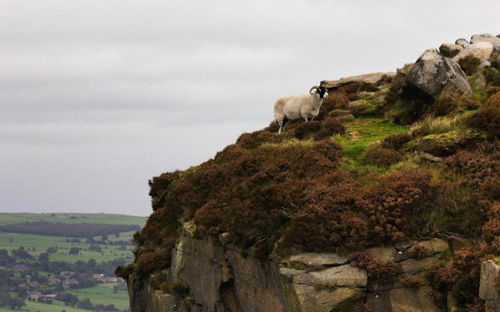 A sheep on top of Cow and Calf rocks in Ilkley