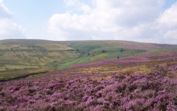 Brontë Country Set To Become West Yorkshire’s First Official Nature Reserve