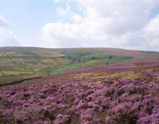 Brontë Country Set To Become West Yorkshire’s First Official Nature Reserve