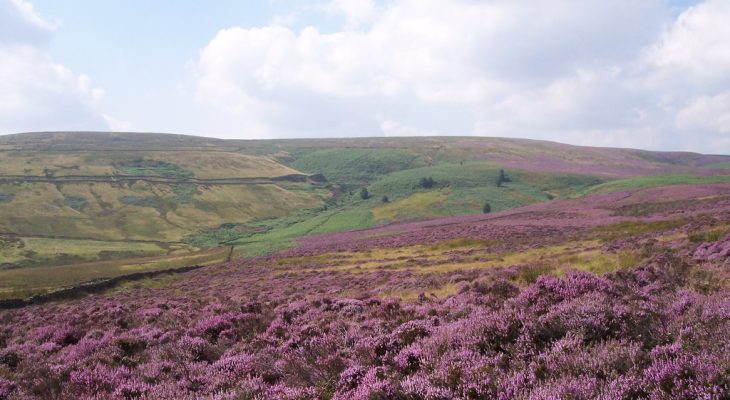 Brontë Country Set To Become West Yorkshire’s First Official Nature Reserve