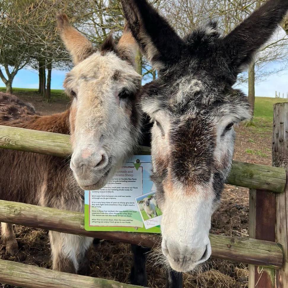 Donkeys at home at Humble Bee Farm, Yorkshire.