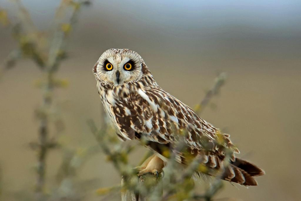 Short eared owl